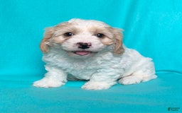 Cavachon dogs for sale: Charlie - Image 4