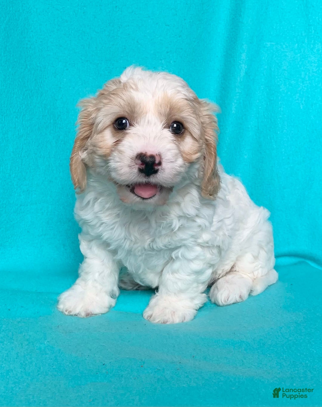 Cavachon dogs for sale: Charlie - Image 4