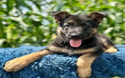 German Shepherd dogs for sale: Bruno - Image 2