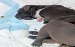 American Pit Bull Terrier dogs for sale: Piglet - Image 7