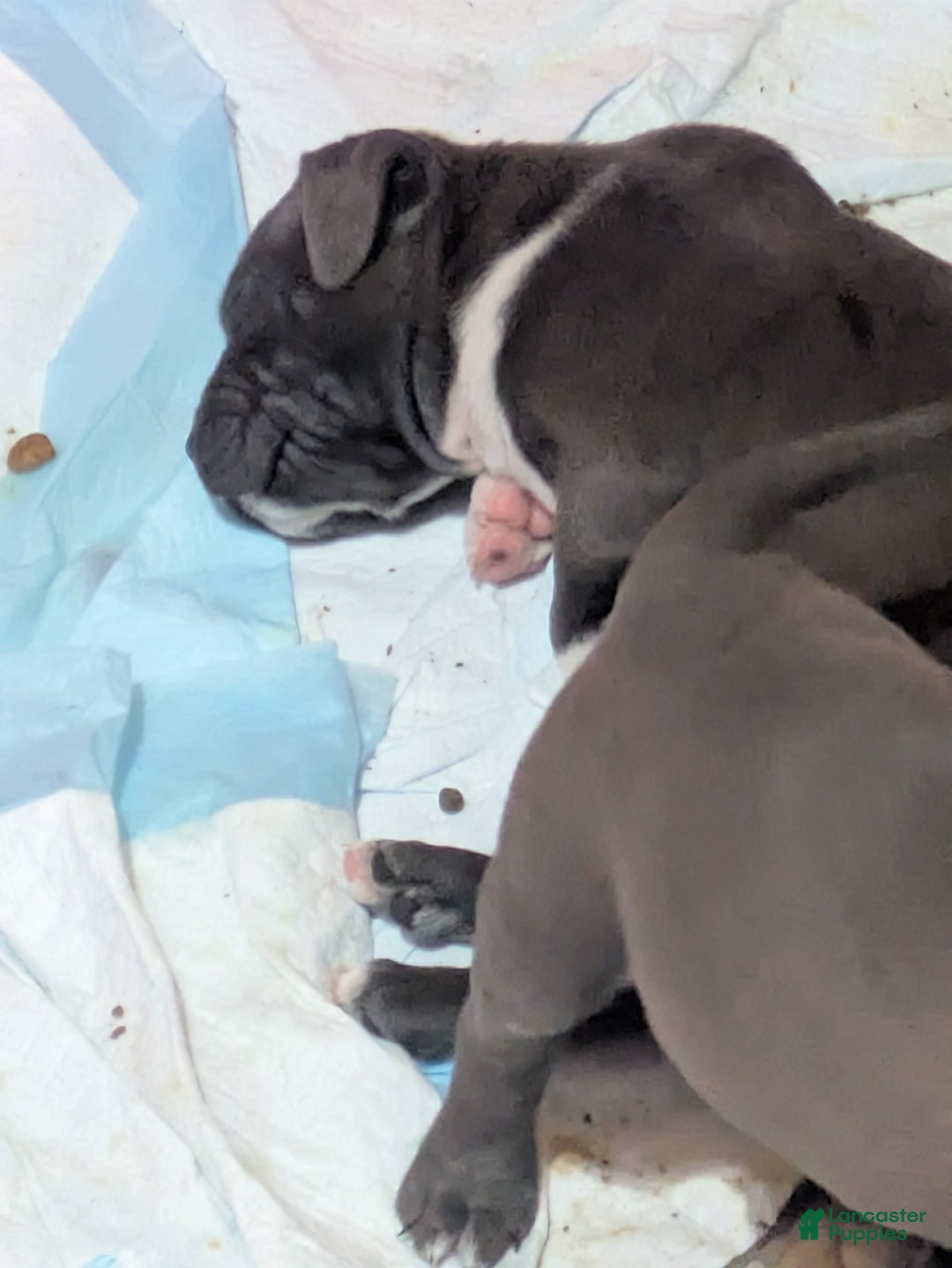 American Pit Bull Terrier dogs for sale: Piglet - Image 7