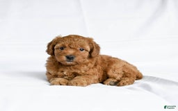 Miniature Poodle dogs for sale: Lizzie - Image 3