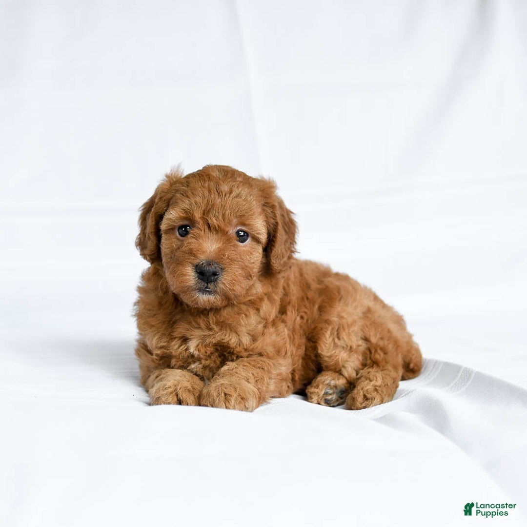 Miniature Poodle dogs for sale: Lizzie - Image 3