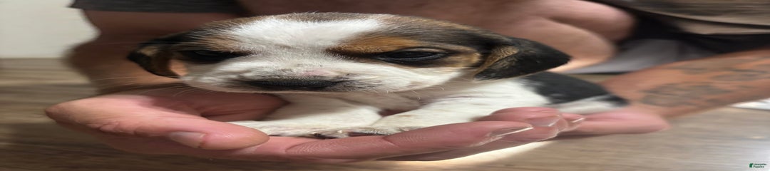 Bandit