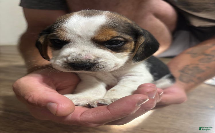 Beagle dogs for sale - Ad 2