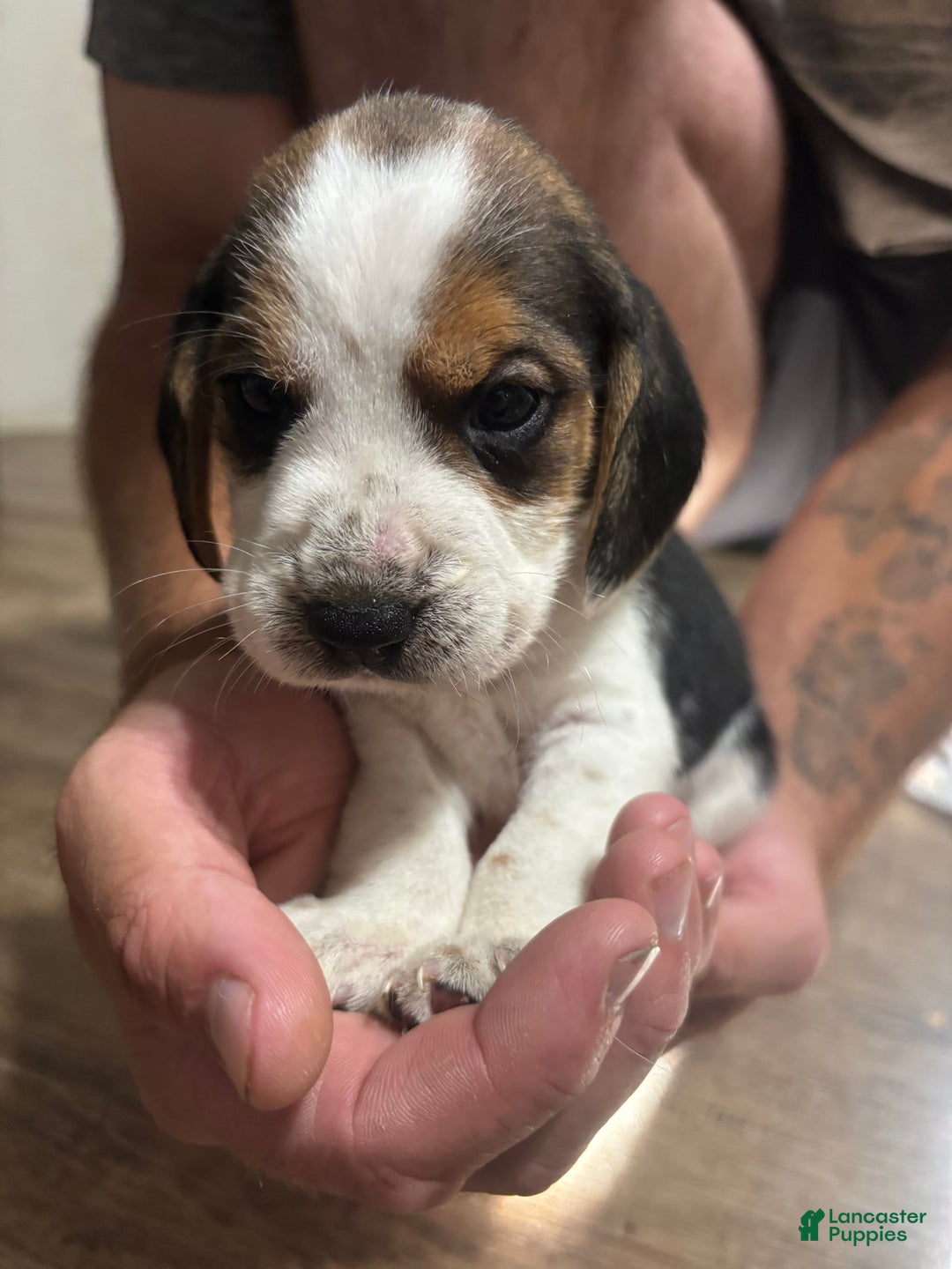 Beagle dogs for sale: Bandit - Image 1