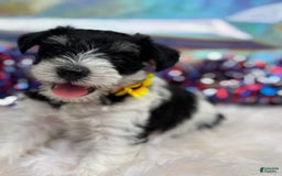 Miniature Schnauzer dogs for sale: Missy - Image 2