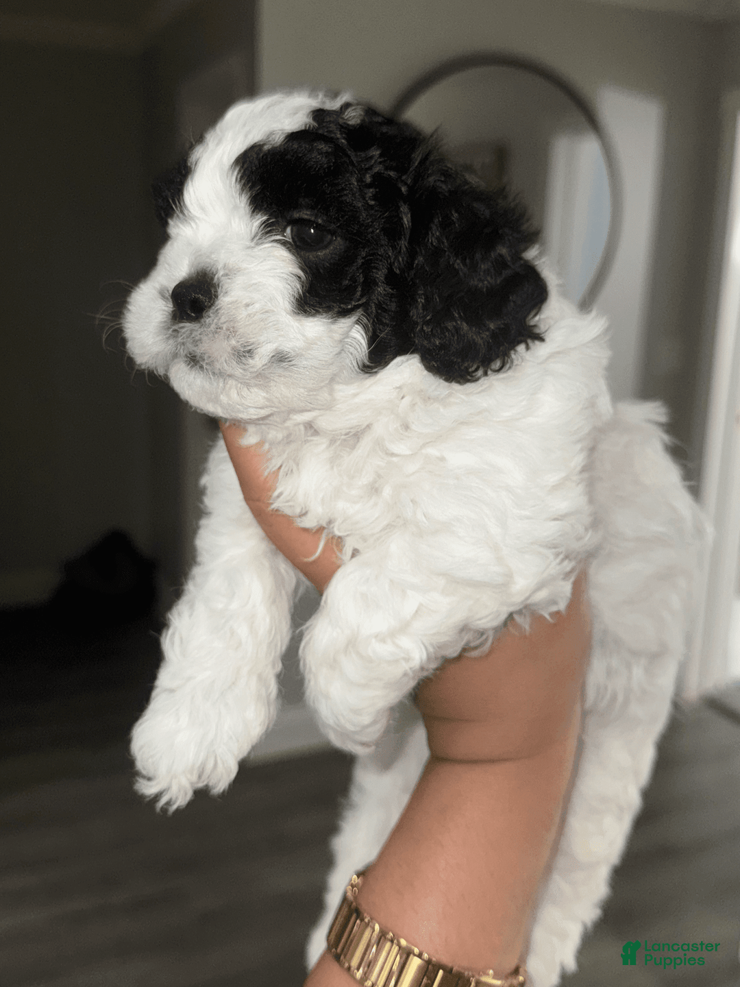 Shihpoo dogs for sale: Beamer - Image 1