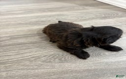 Shih Tzu dogs for sale: Kobe - Image 2
