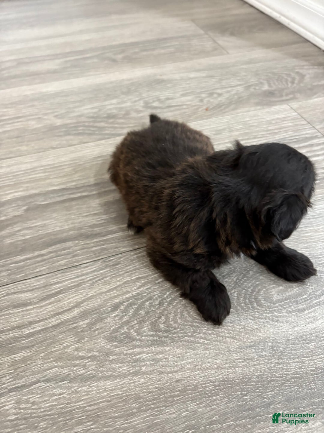 Shih Tzu dogs for sale: Kobe - Image 2