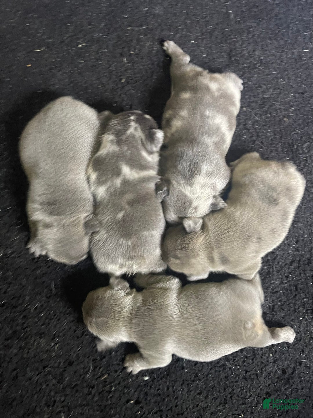 French Bulldog dogs for sale: Luna - Image 53
