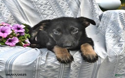 German Shepherd dogs for sale: Delilah - Image 2