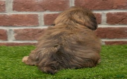 Shih Tzu dogs for sale: Scarlett - Image 2