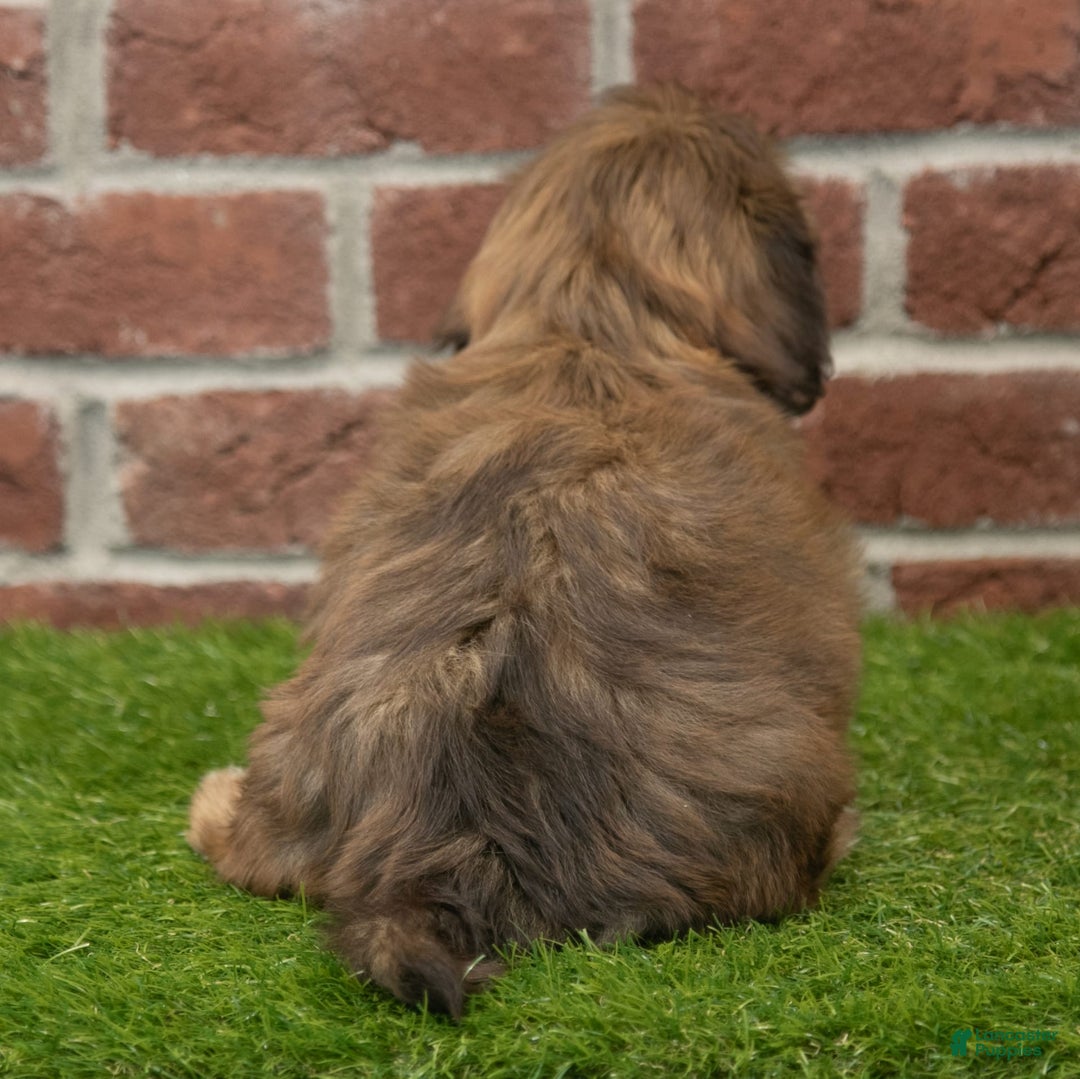 Shih Tzu dogs for sale: Scarlett - Image 2
