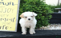 Toy Poodle dogs for sale: Lily - Image 1