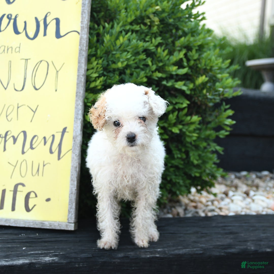 Toy Poodle dogs for sale: Lily - Image 1
