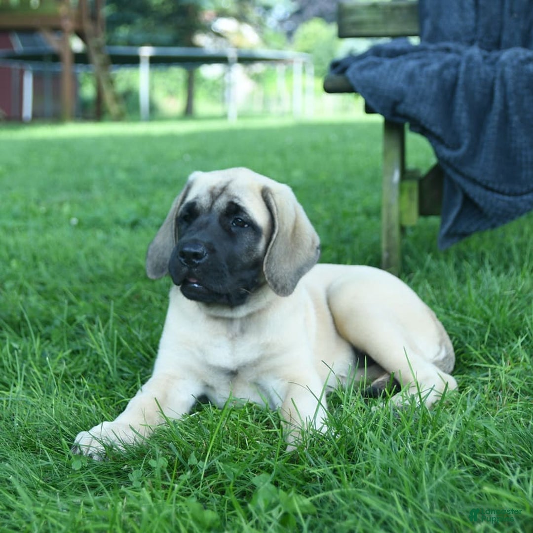 English Mastiff dogs for sale: Molly - Image 9