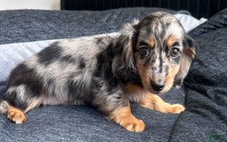 Miniature Dachshund dogs for sale: Milan - Image 2