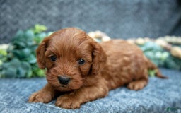 Cavapoo dogs for sale: Cavapoo 5 puppies - Image 6