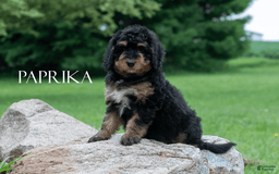 Bernedoodle dogs for sale: Paprika - Image 12
