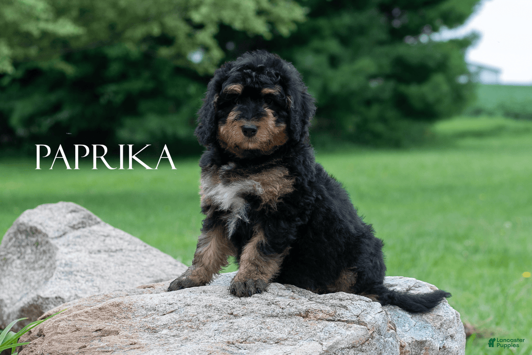 Bernedoodle dogs for sale: Paprika - Image 12