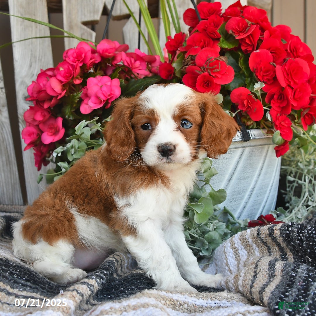 Cavapoo dogs for sale: Candy - Image 5