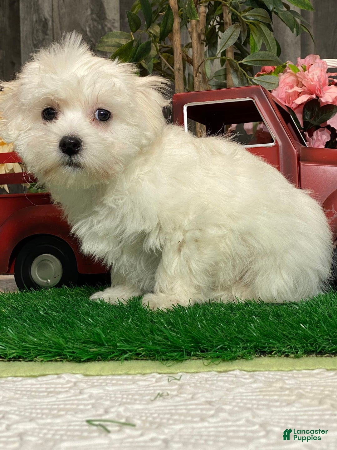 Coton De Tulear dogs for sale: Clyde - Image 7