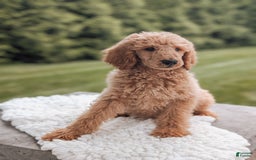 Miniature Poodle dogs for sale: Crew - Image 4