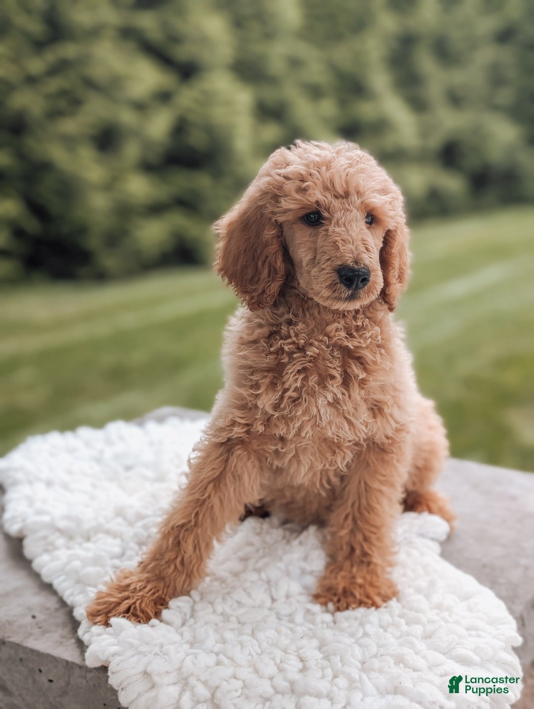 Miniature Poodle dogs for sale: Crew - Image 4