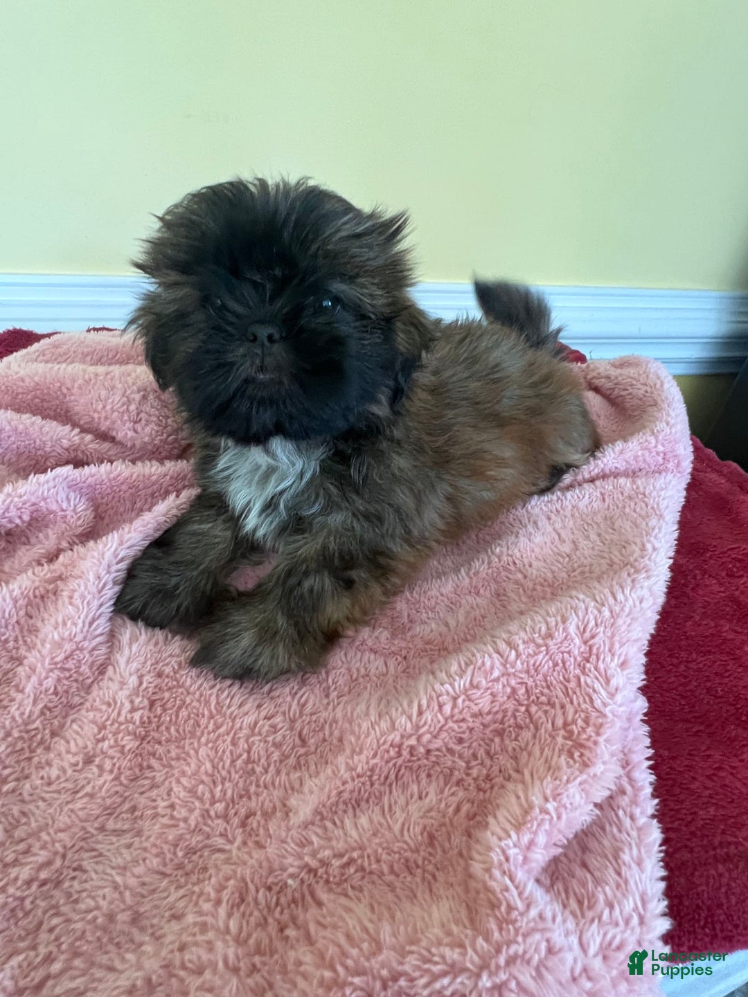 Shih Tzu dogs for sale: Shih Tzus - Image 4