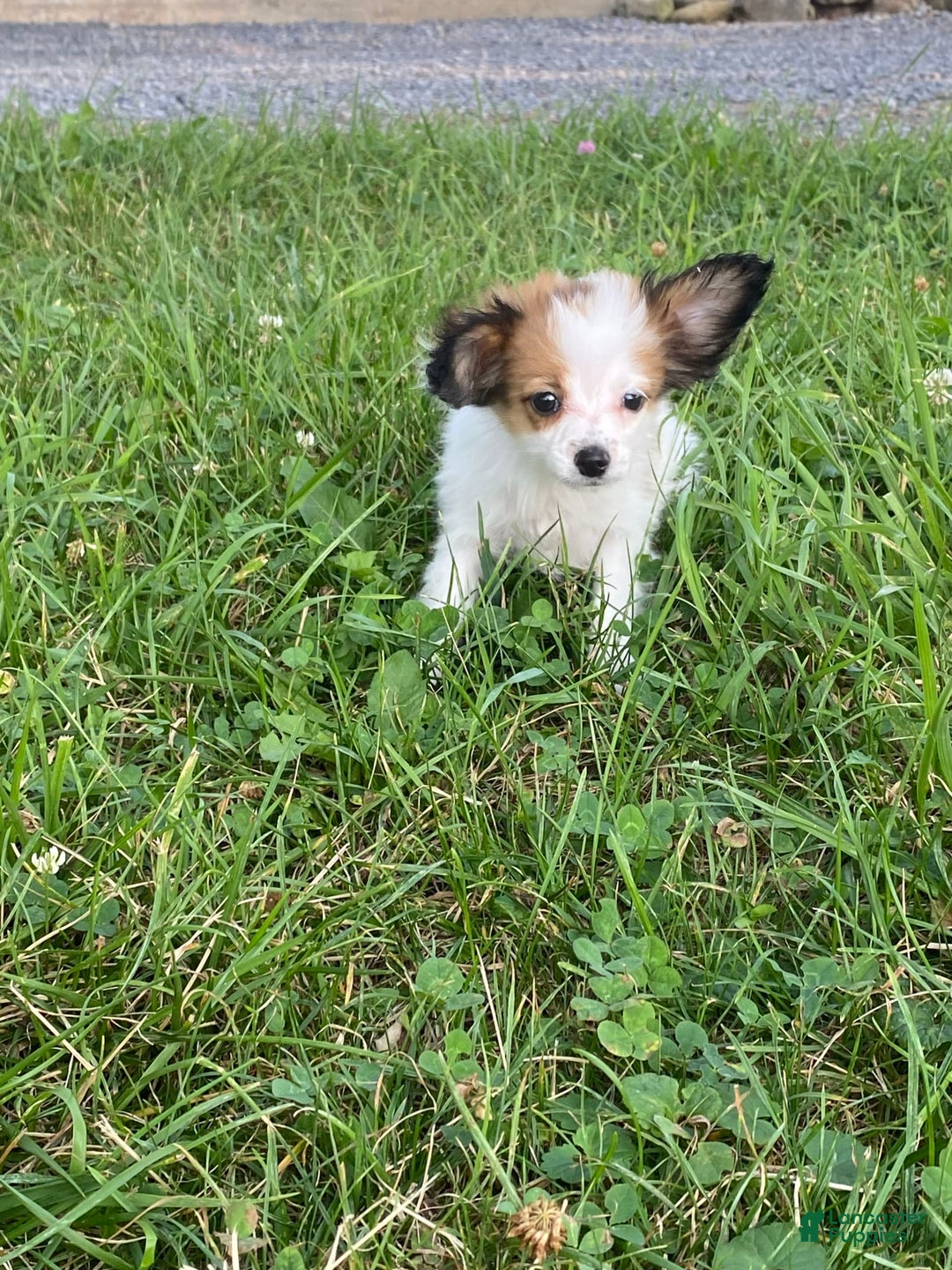 Papillon dogs for sale: Rita - Image 6