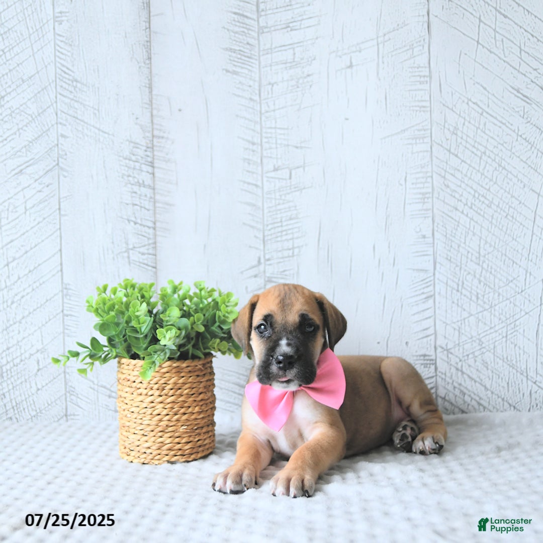 Great Dane dogs for sale: Ginger - Image 5