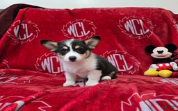 Welsh Corgi Pembroke dogs for sale: Lucky - Image 8