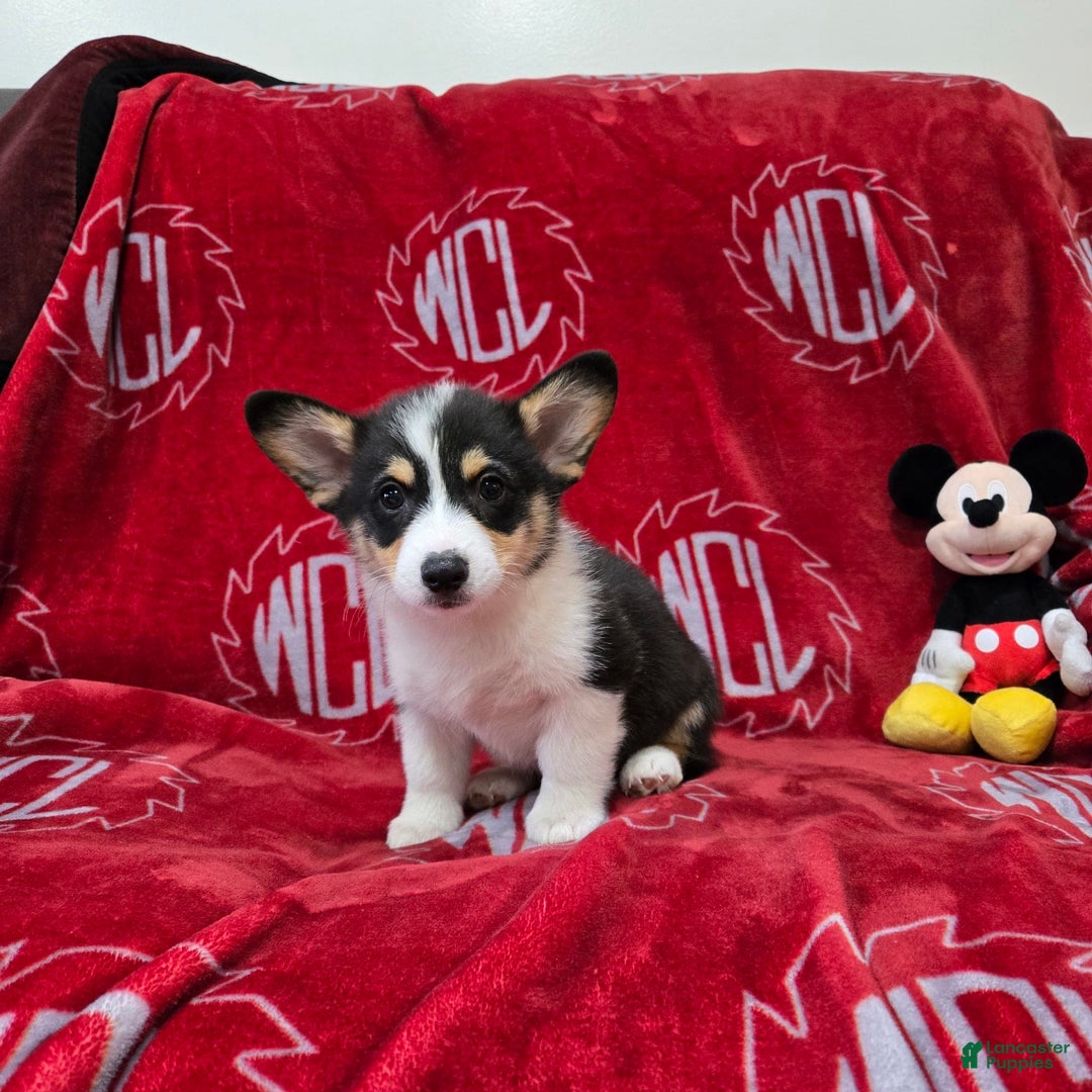 Welsh Corgi Pembroke dogs for sale: Lucky - Image 8
