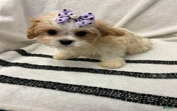 Cavapoo dogs for sale: Bean - Image 2