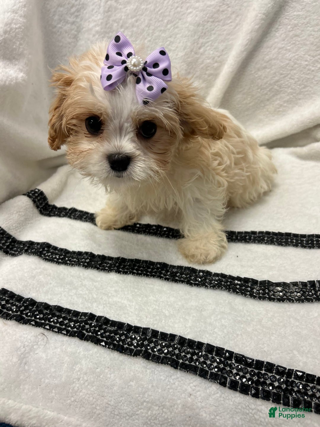 Cavapoo dogs for sale: Bean - Image 2