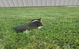Welsh Corgi Pembroke dogs for sale: Marri - Image 2