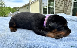 Rottweiler dogs for sale: Purple - Image 1