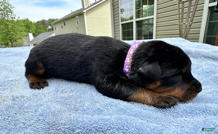 Rottweiler dogs for sale - Ad 1