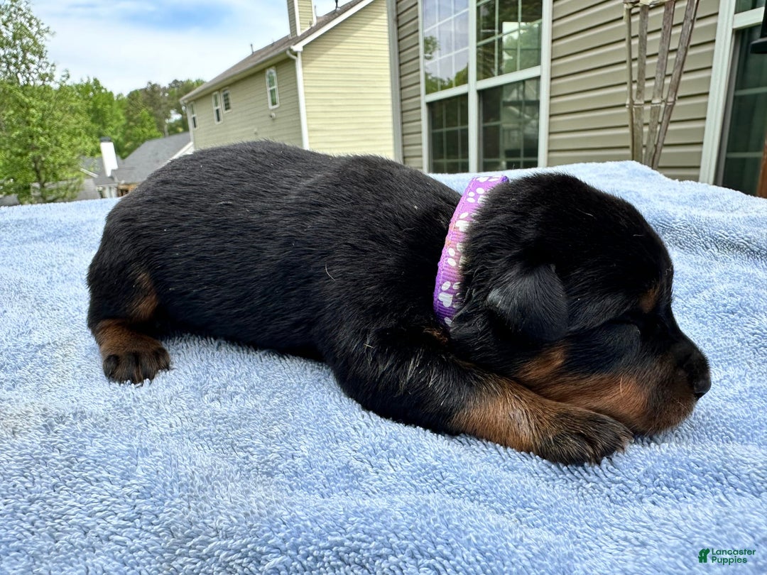 Rottweiler dogs for sale: Purple - Image 1