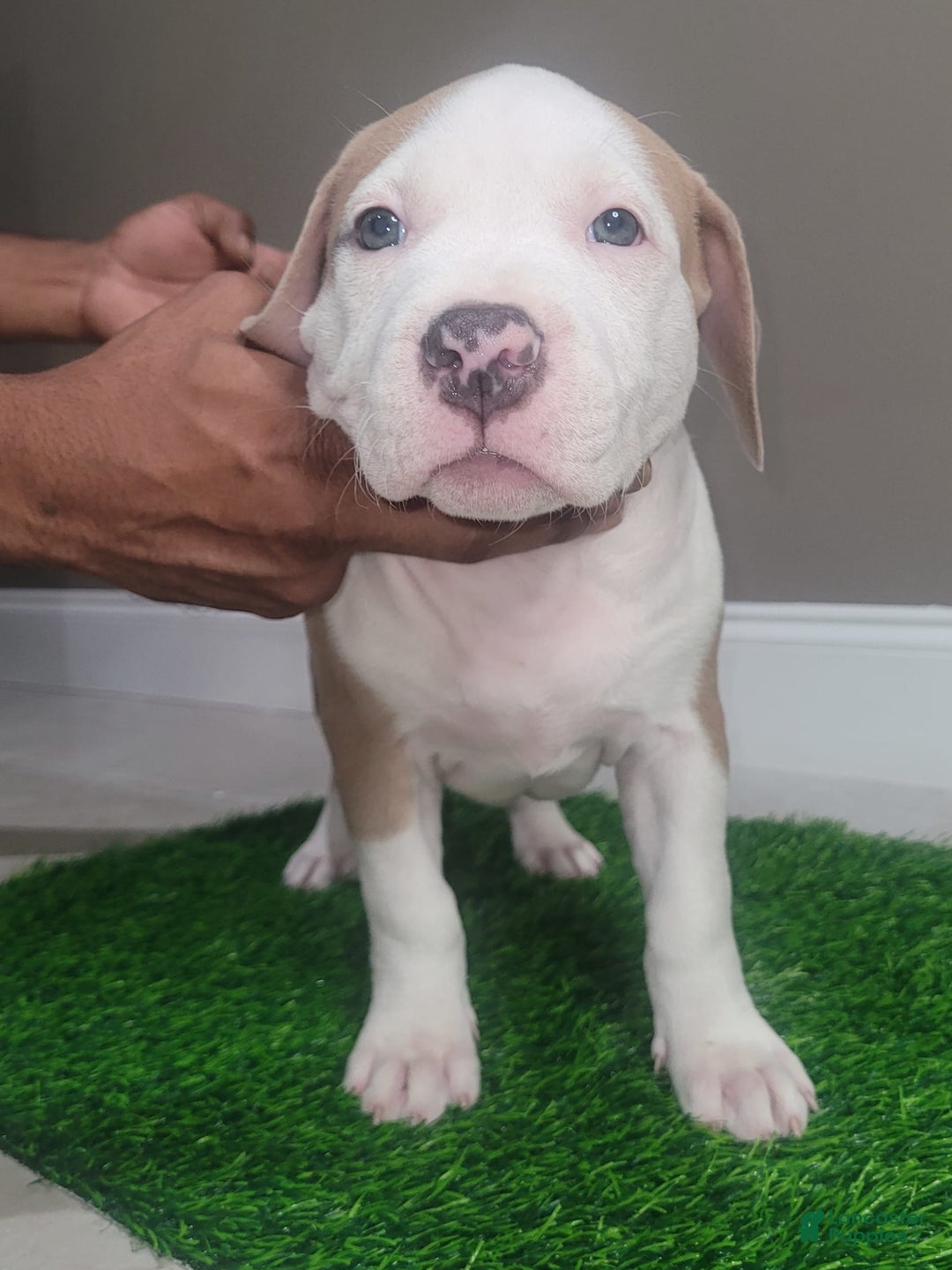 American Bully dogs for sale: Puzzle Piece - Image 5