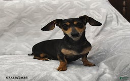 Miniature Dachshund dogs for sale: Kaden - Image 6