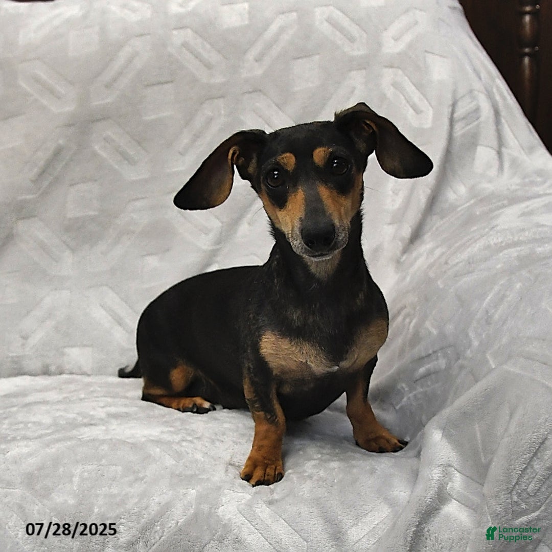 Miniature Dachshund dogs for sale: Kaden - Image 6