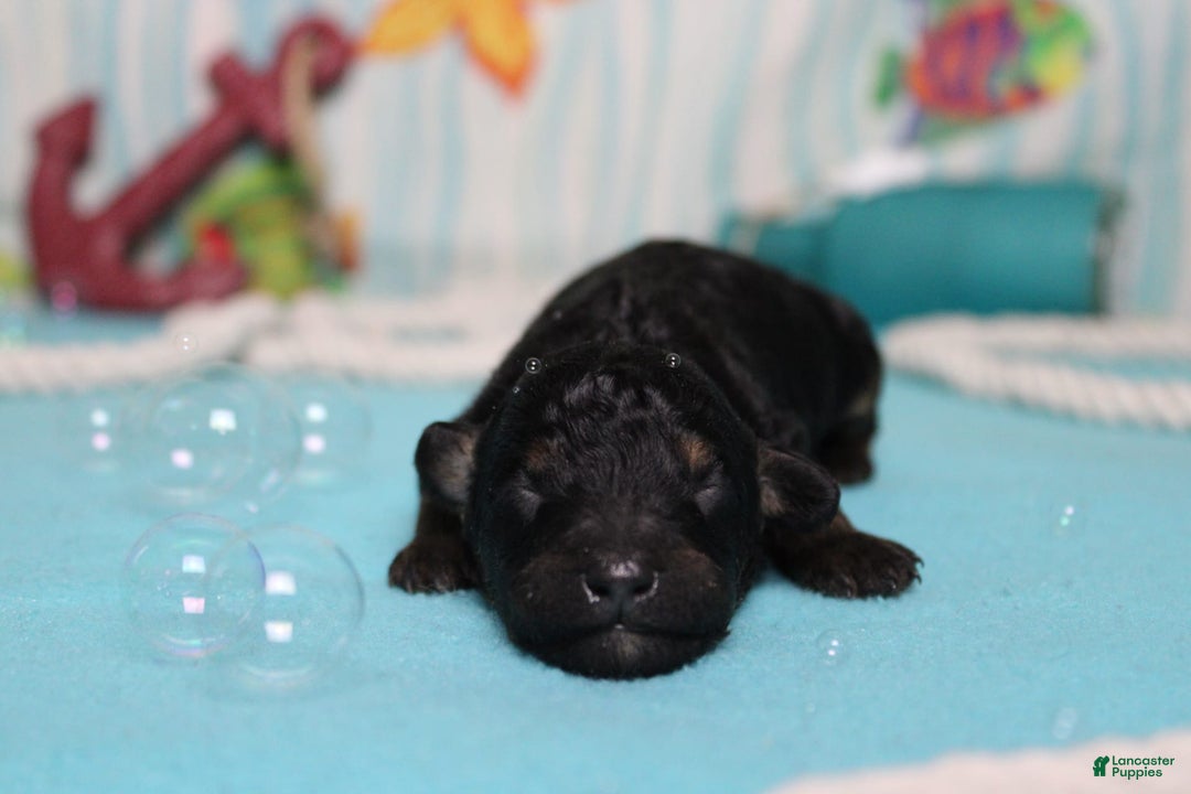 Mini Bernedoodle dogs for sale: Mike - Image 9