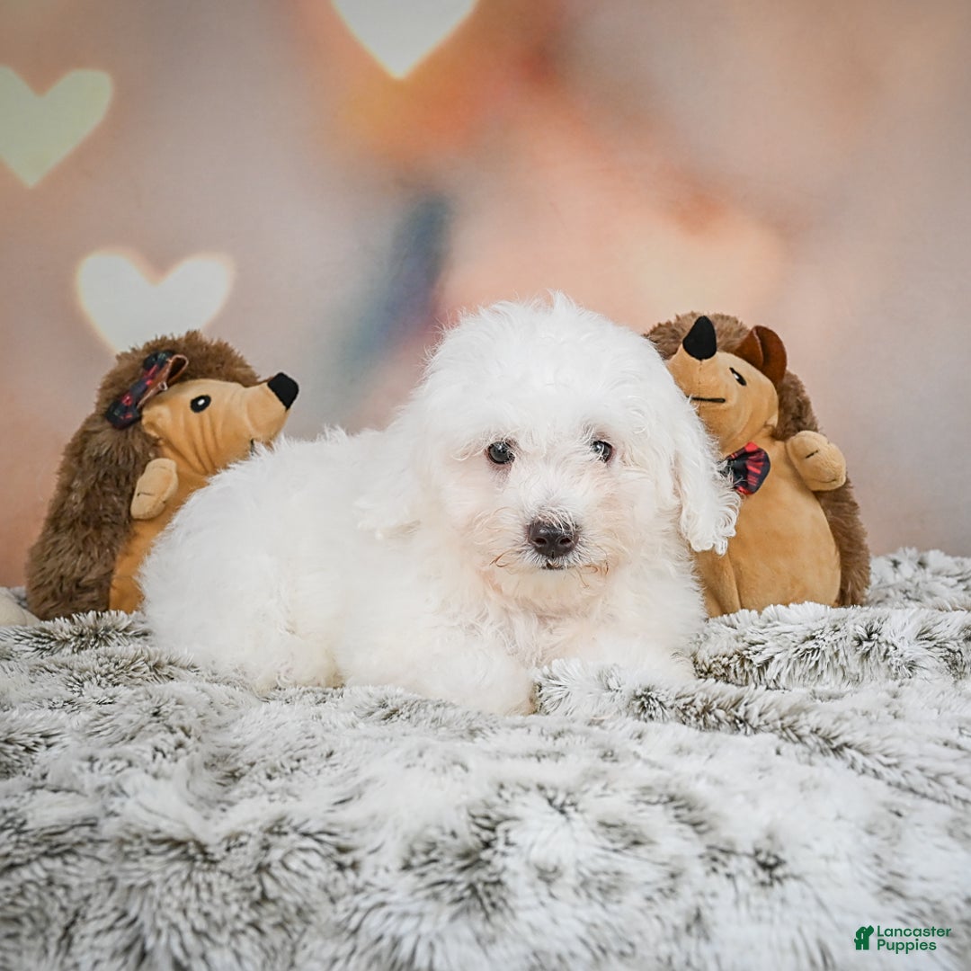 Bichon Frise dogs for sale: Kendrick - Image 2