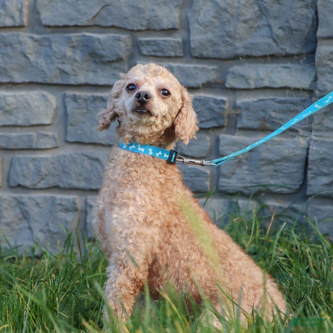 Cavapoo dogs for sale: Iris - Image 9
