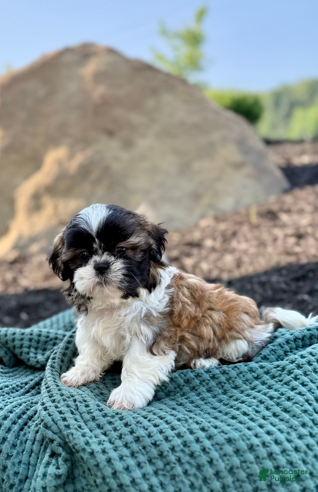 Shih Tzu dogs for sale: Archer - Image 2