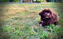 Havapoo dogs for sale: Karma - Image 5