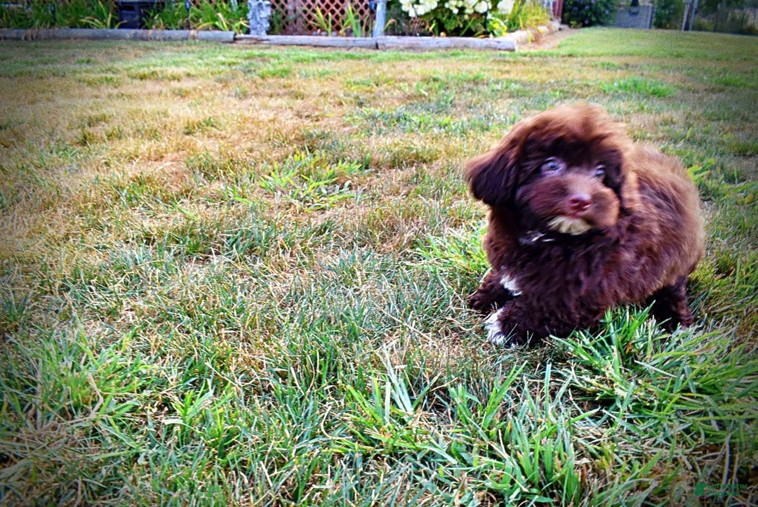 Havapoo dogs for sale: Karma - Image 5