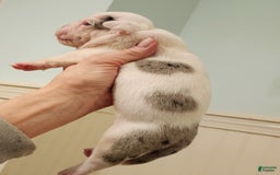 Olde English Bulldogge dogs for sale: Sweetie - Image 1